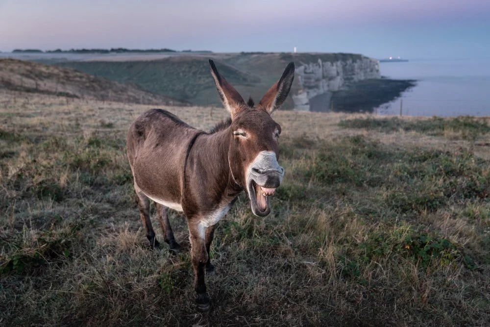 Paint By Numbers | Donkey - Brown Donkey