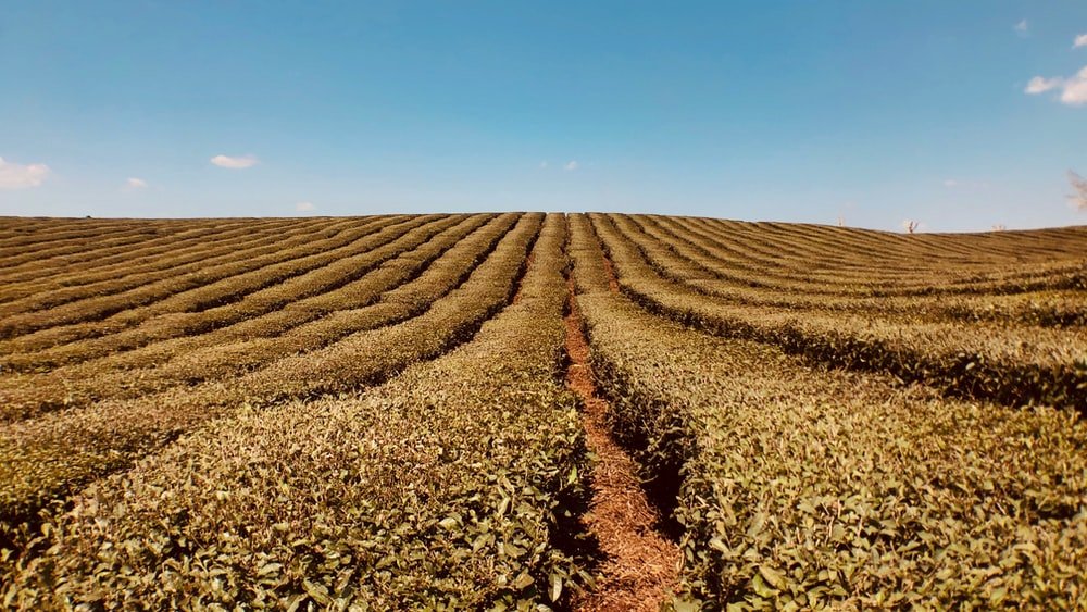 Paint By Numbers | Guiyang - Brown Field Under Blue Sky During Daytime