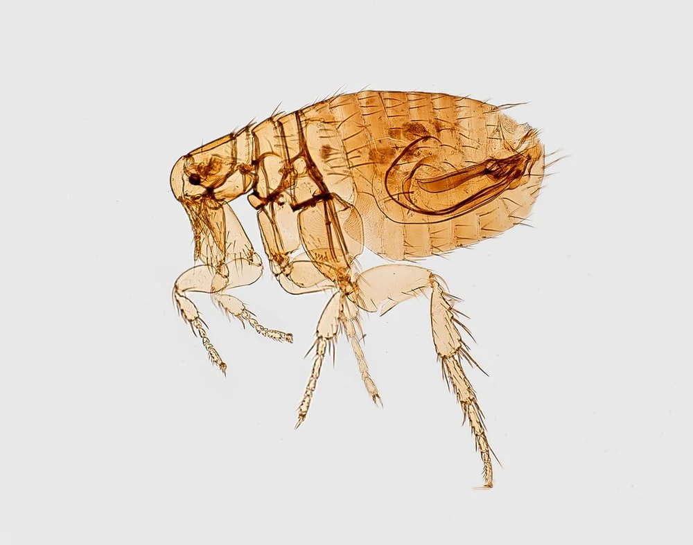 Paint By Numbers | Flea - Brown Flea Illustration