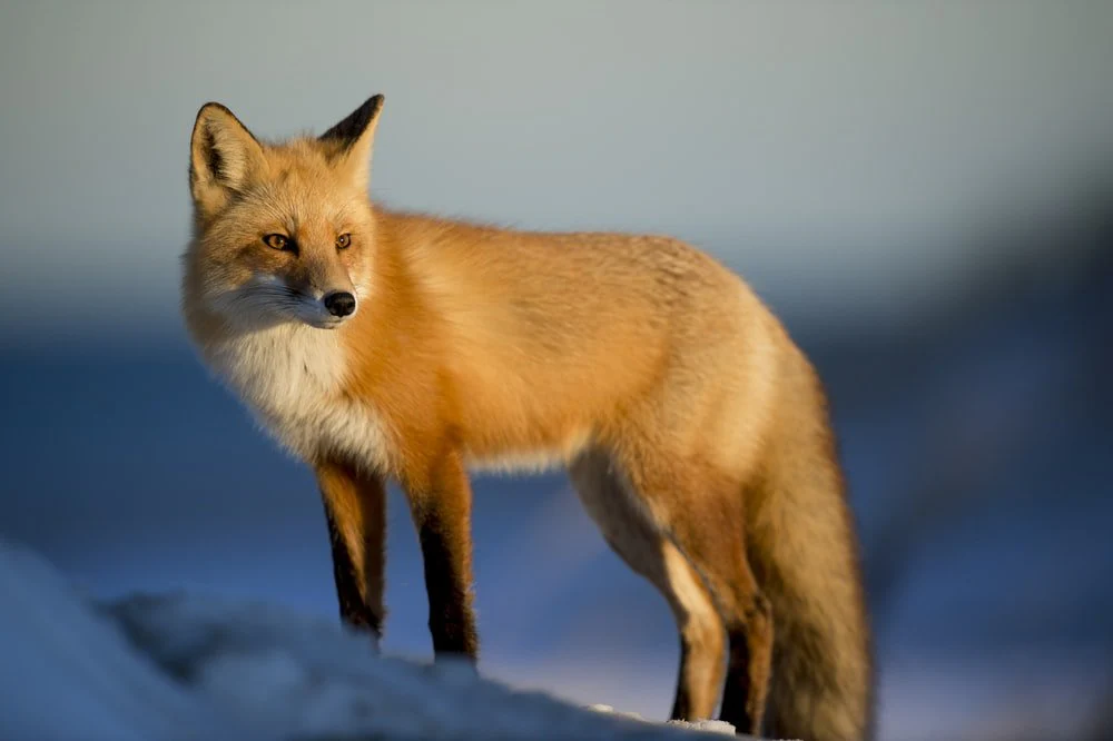 Paint By Numbers | Fox - Brown Fox On Snow Field