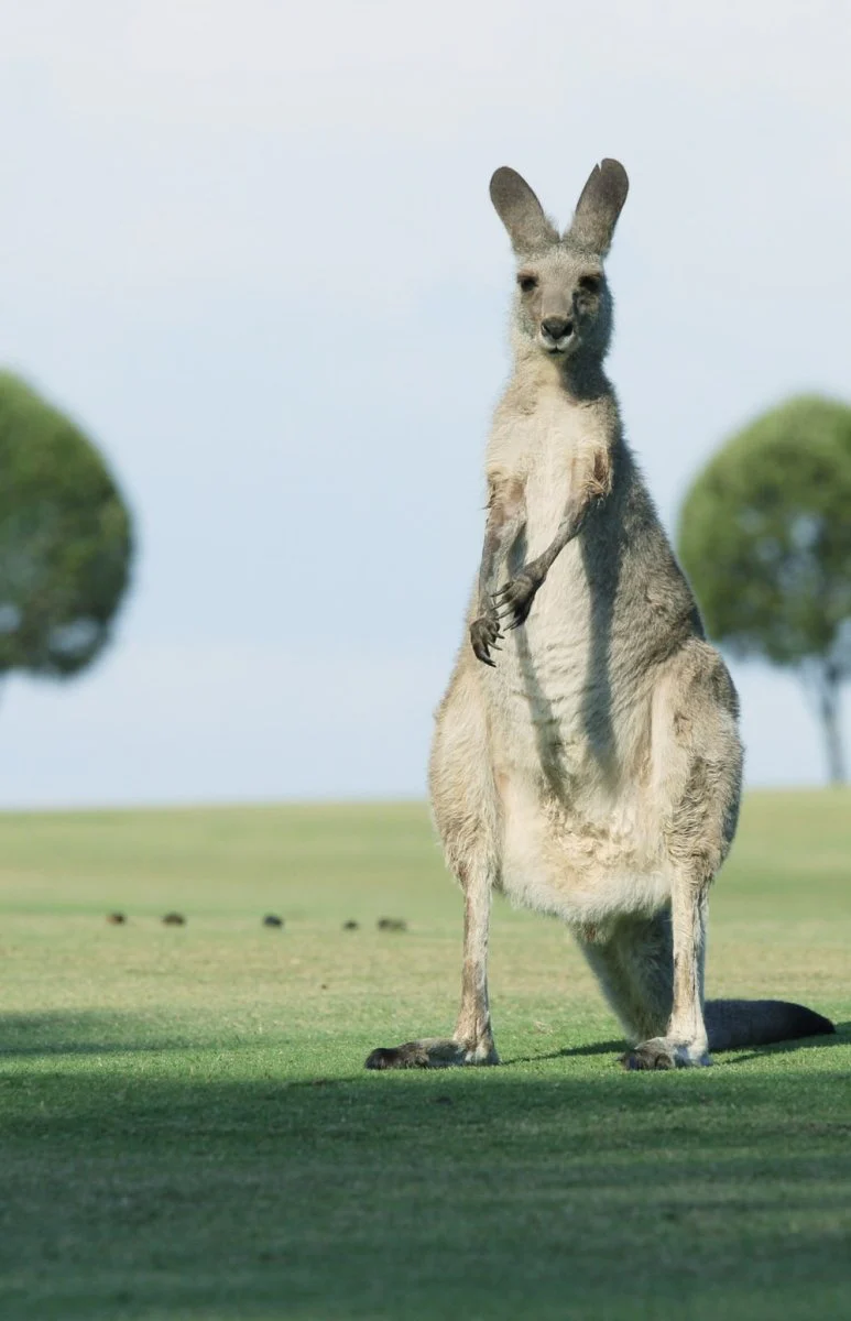 Paint By Numbers | Kangaroo - Brown Goat Standing On Green Grass