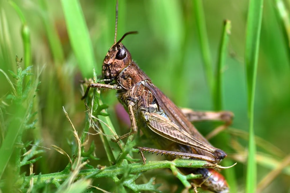 Paint By Numbers | Grasshopper - Brown Grasshopper On Green Grass During Daytime