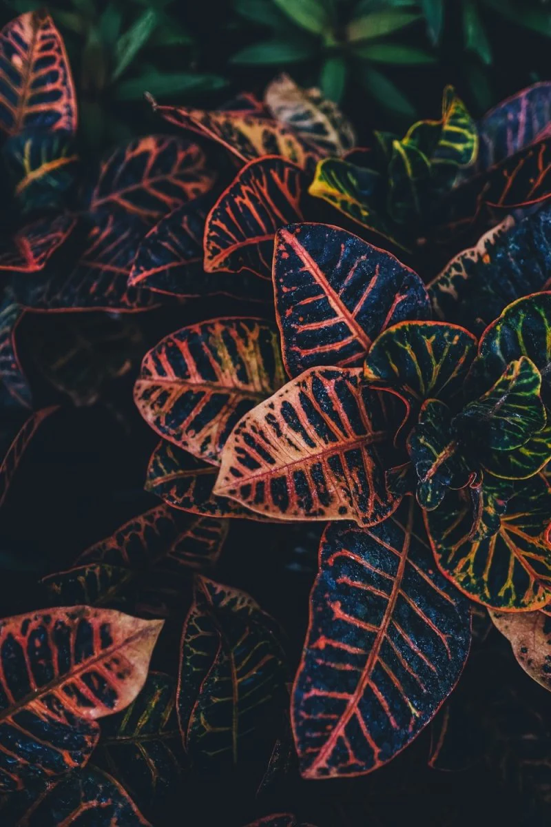 Paint By Numbers | Black Panther - Brown, Green, And Red Leafed Plants