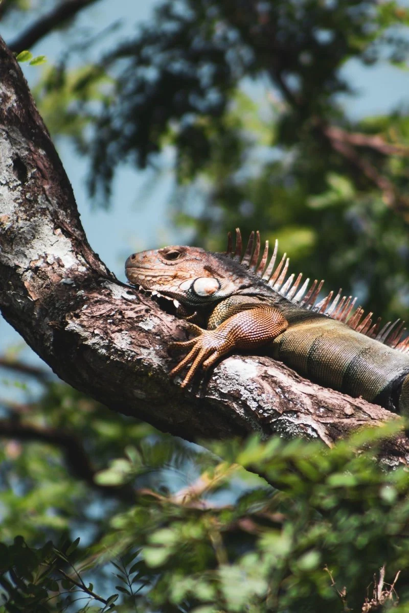 Paint By Numbers | Iguana - Brown Lizard