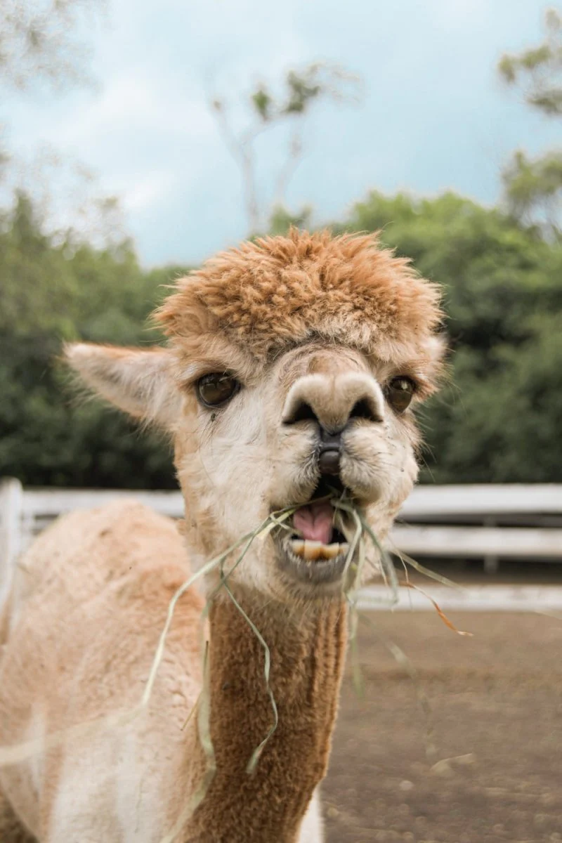 Paint By Numbers | Alpaca - Brown Llama On Brown Field During Daytime