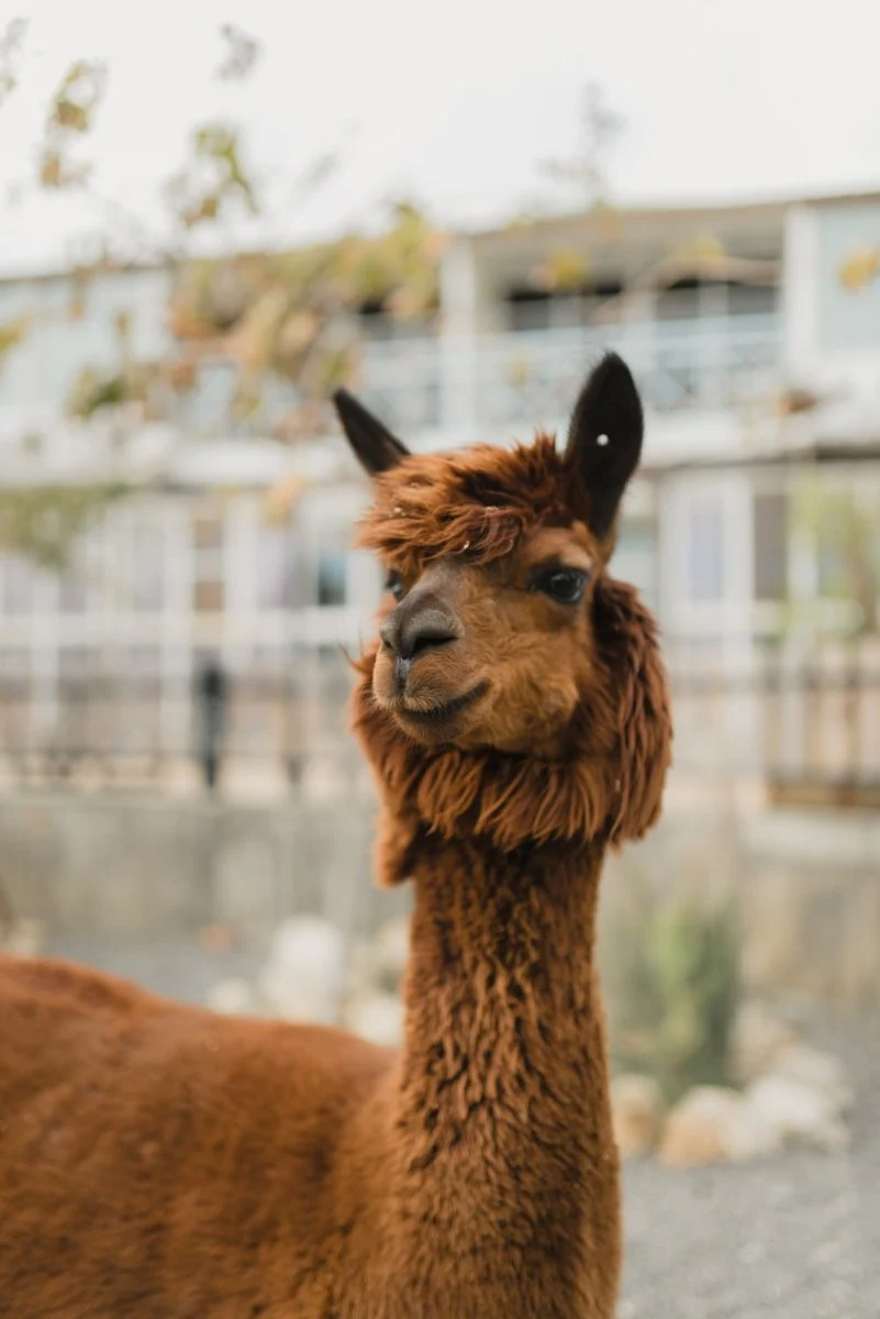 Paint By Numbers | Alpaca - Brown Llama Photogrpah
