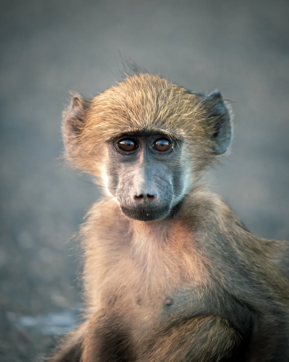 Paint By Numbers | Baboon - Brown Monkey In Close Up Photography