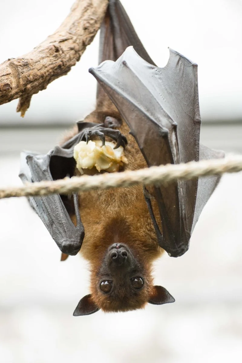 Paint By Numbers | Bat - Brown Monkey On Brown Tree Branch