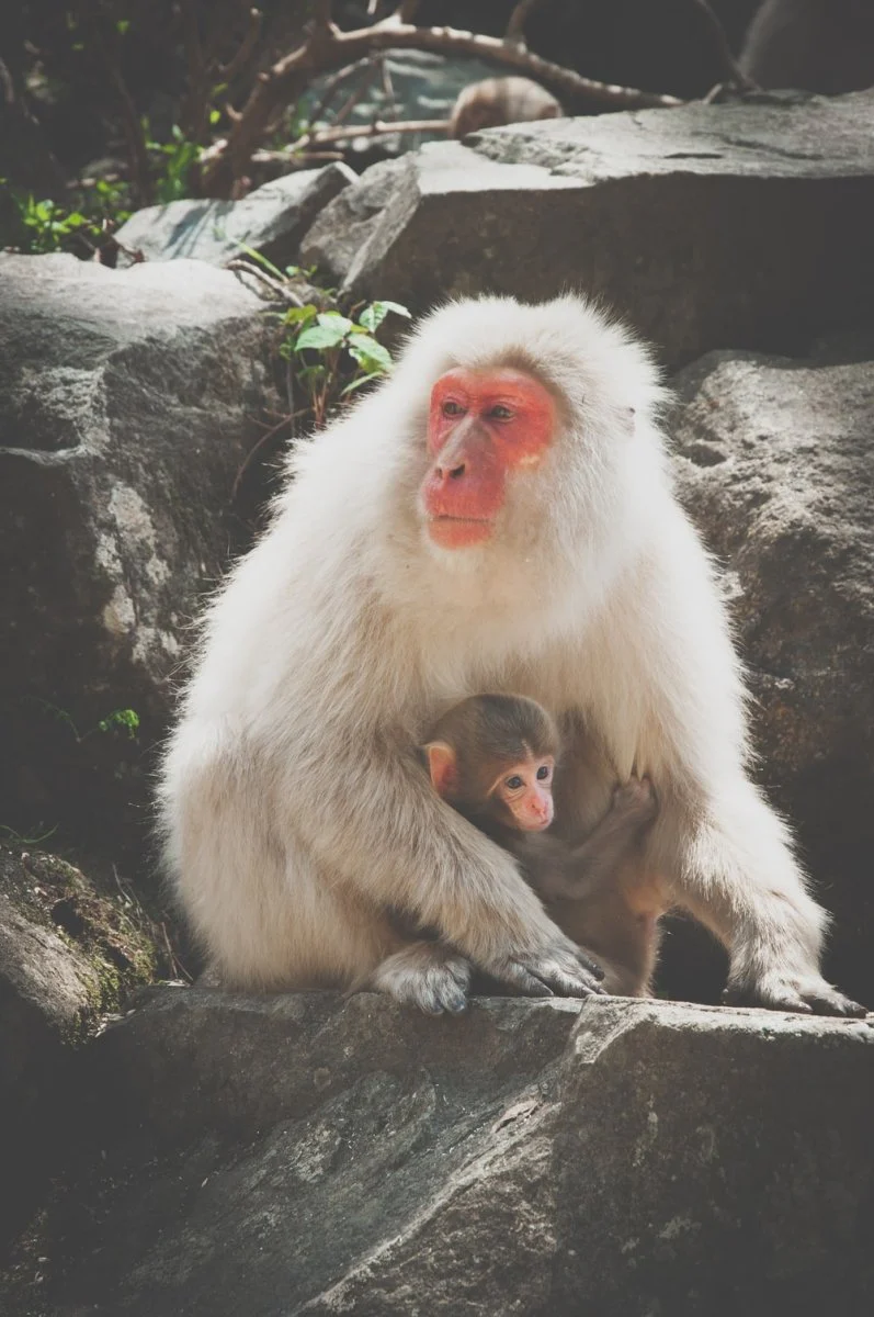 Paint By Numbers | Baboon - Brown Monkey Sitting On Brown Tree Branch During Daytime