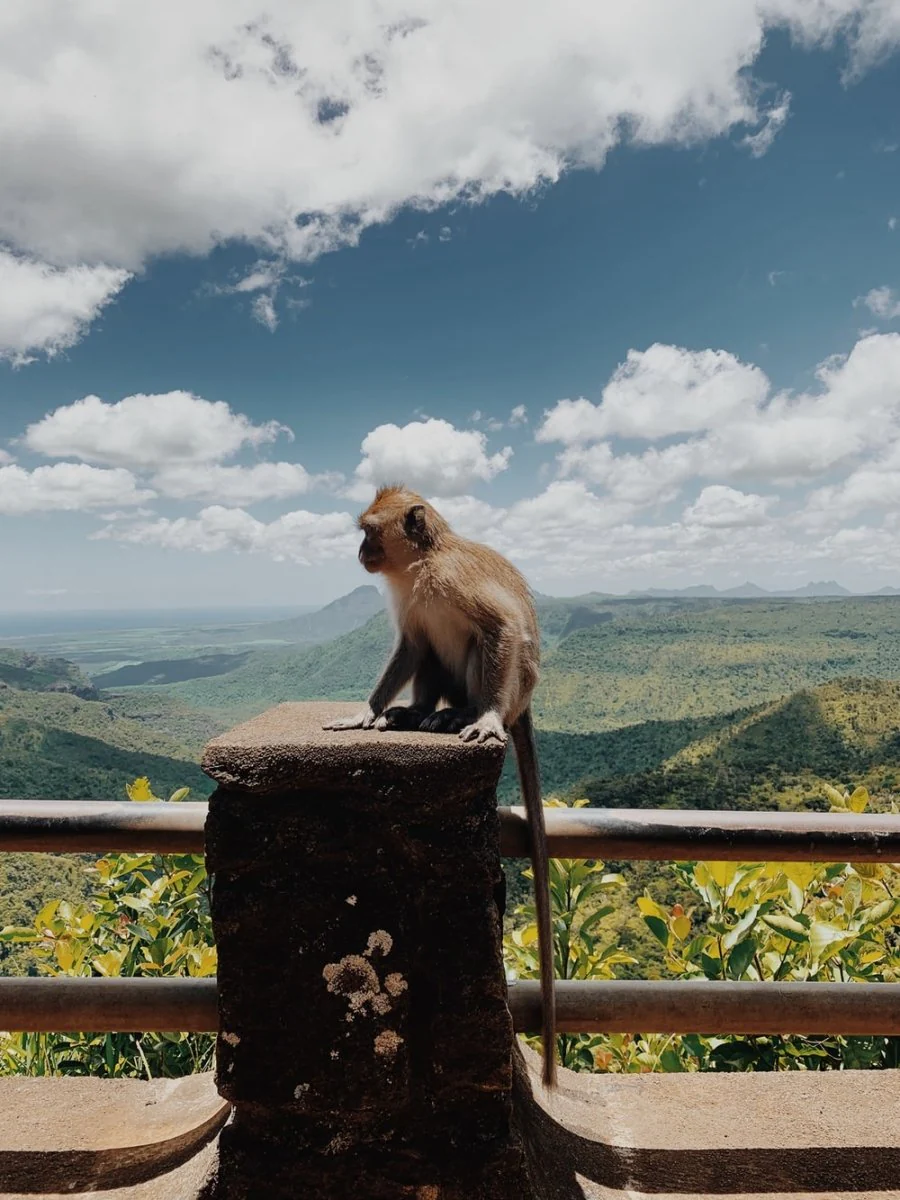 Paint By Numbers | Baboon - Brown Monkey Sitting On Brown Wooden Fence During Daytime