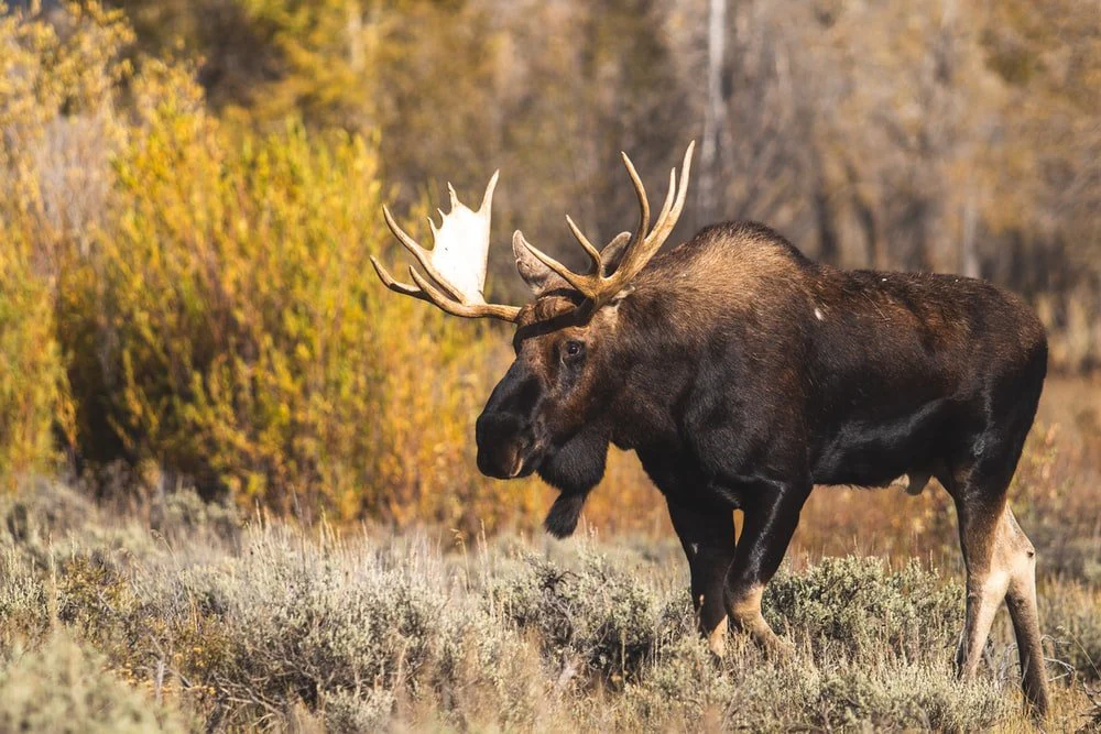 Paint By Numbers | Moose - Brown Moose On Brown Grass During Daytime
