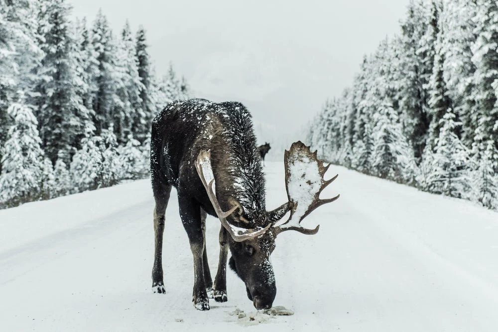 Paint By Numbers | Moose - Brown Moose Surrounded By Snowfield