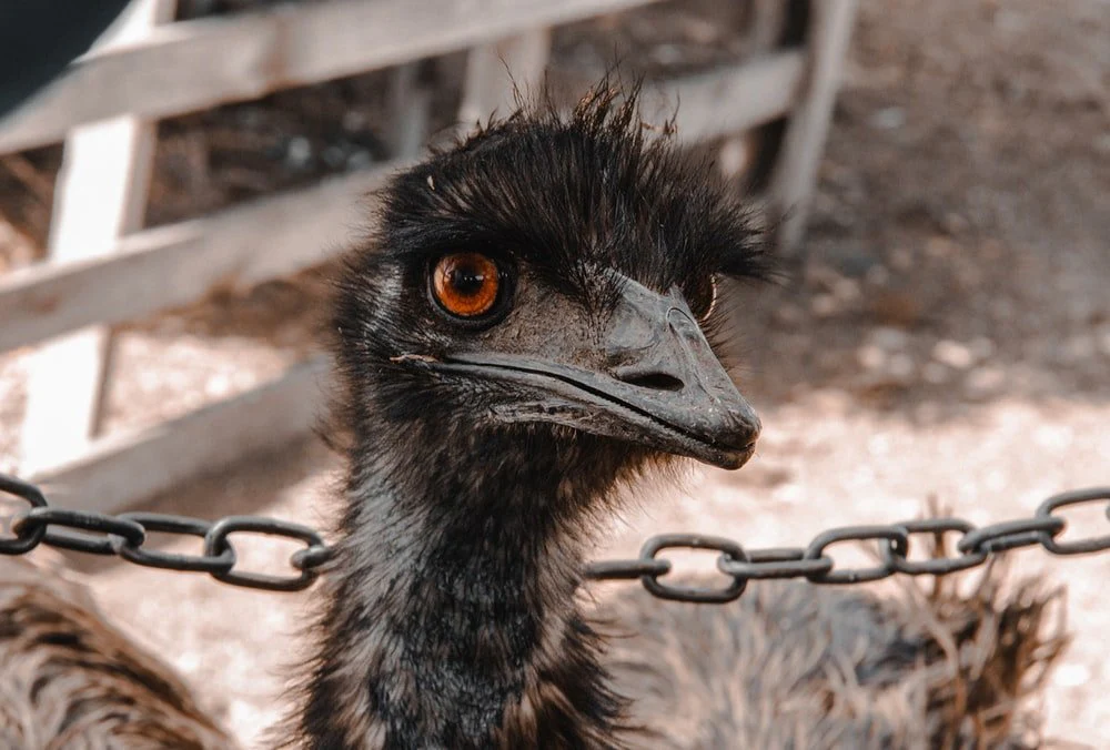 Paint By Numbers | Emu - Brown Ostrich On Brown Metal Cage During Daytime