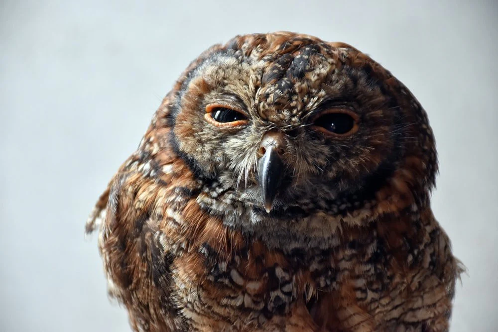Paint By Numbers | Faisalabad - Brown Owl Close-Up Photo