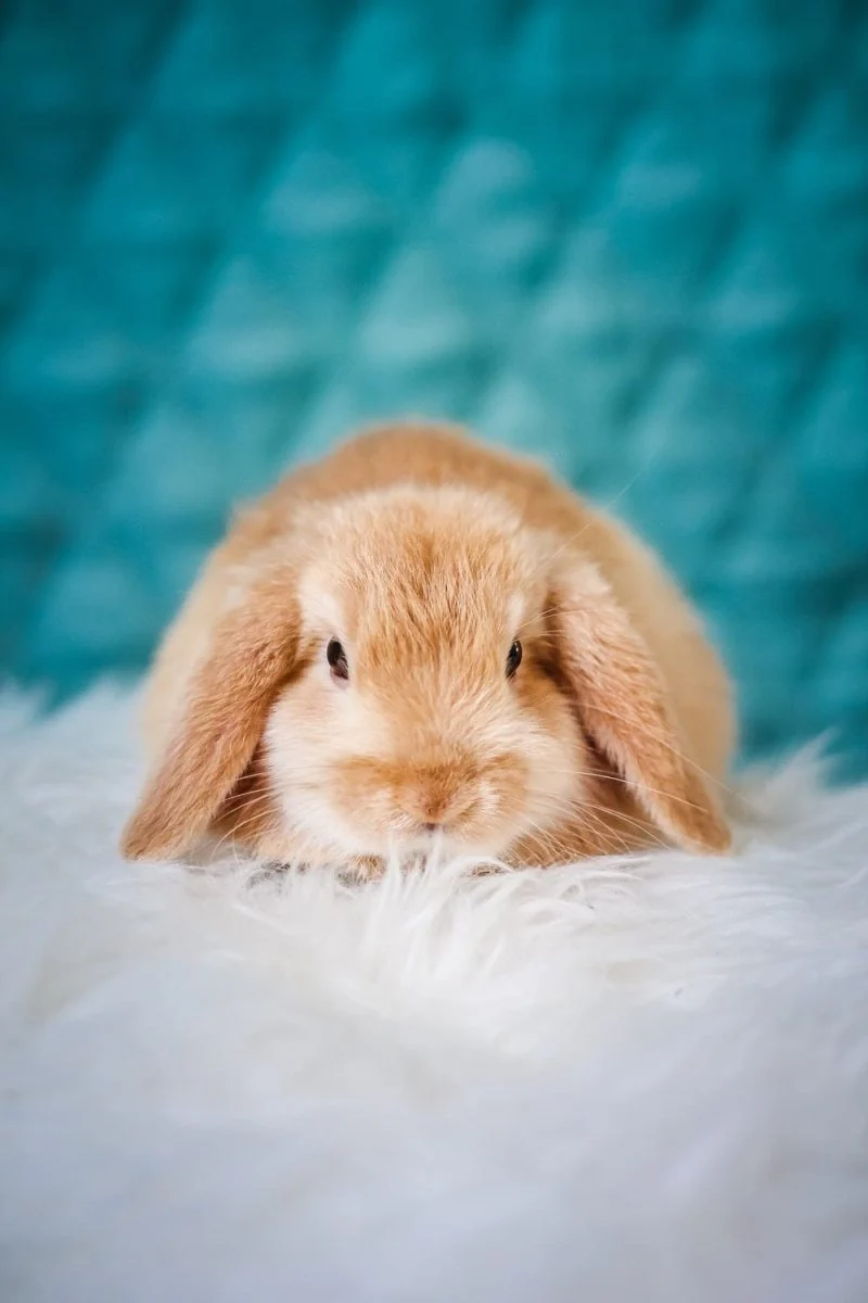Paint By Numbers | Rabbit - Brown Rabbit On White Textile