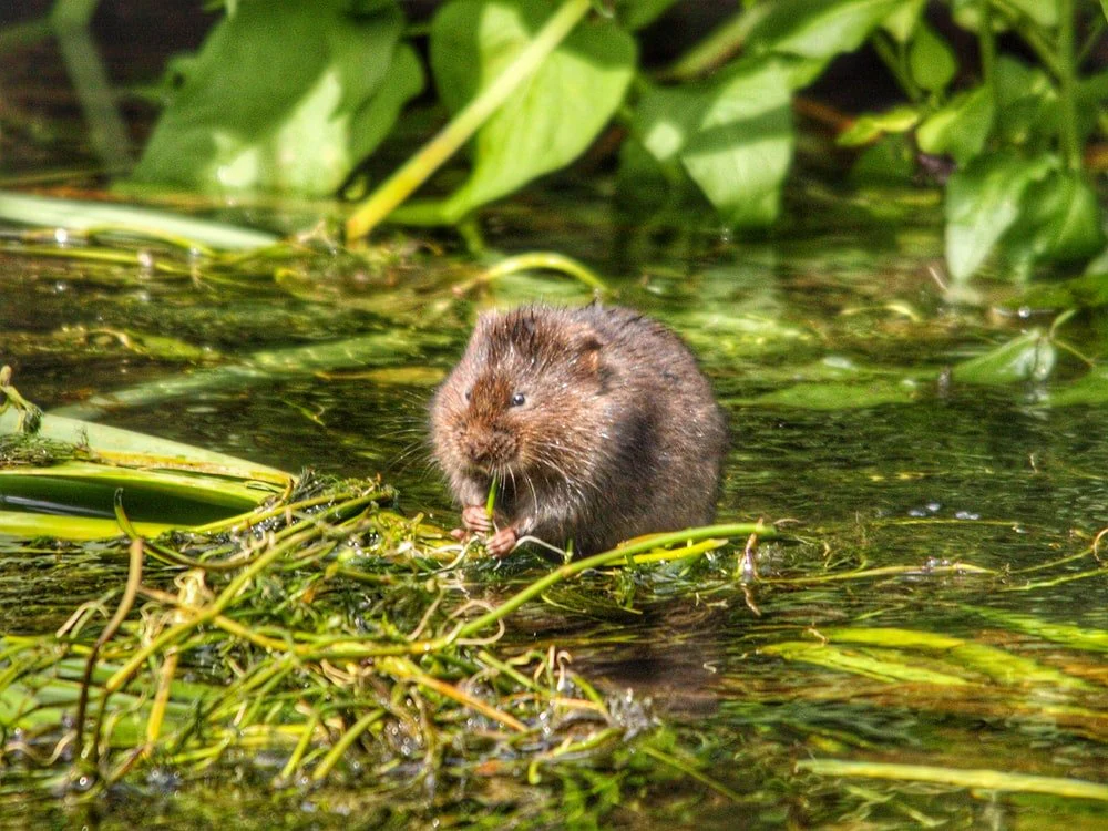 Paint By Numbers | Beaver - Brown Rodent On Green Grass