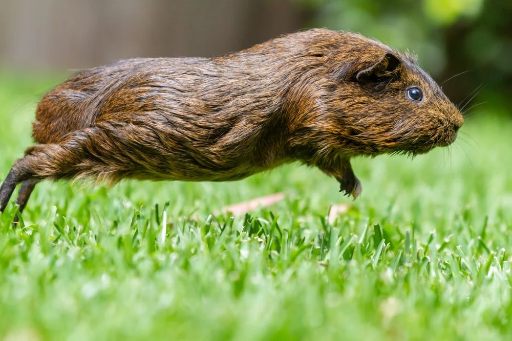 Paint By Numbers | Beaver - Brown Rodent On Green Grass During Daytime