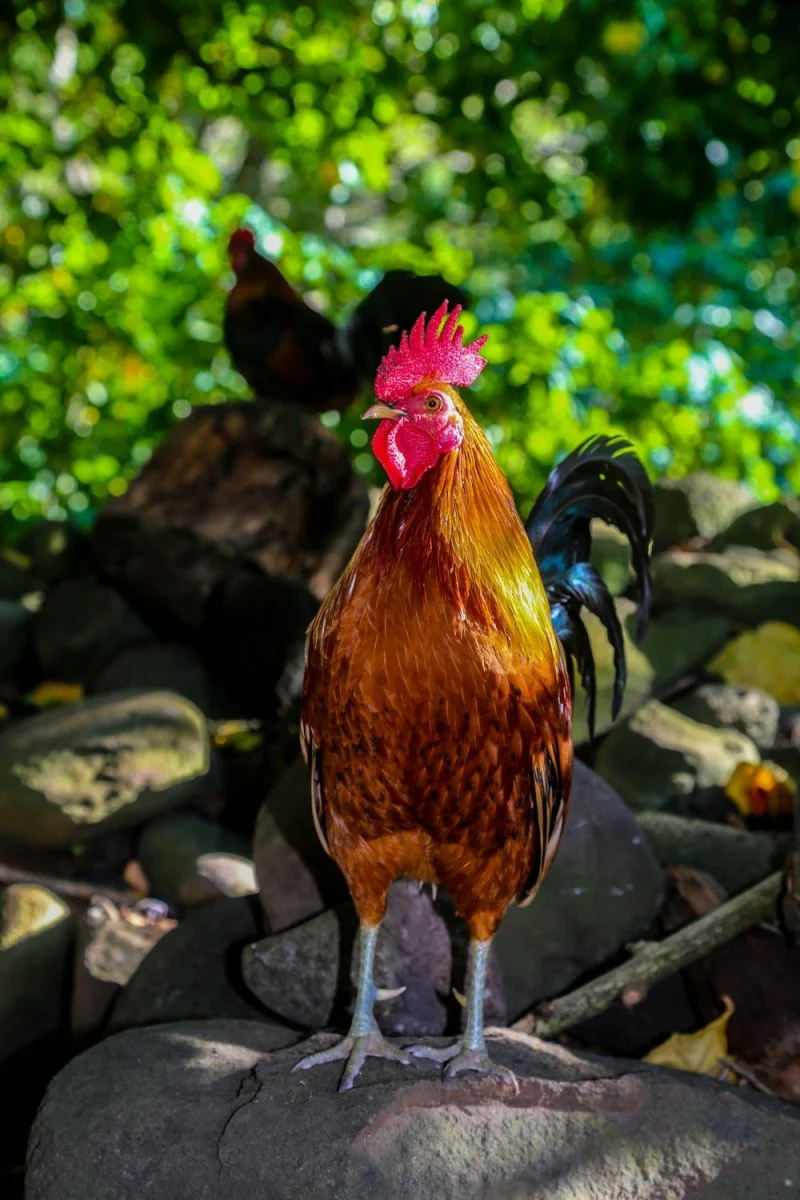 Paint By Numbers | Rooster - Brown Rooster Standing On Stone