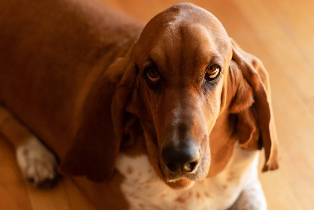 Paint By Numbers | Basset Hound - Brown Short Coated Large Dog Proning On Floor
