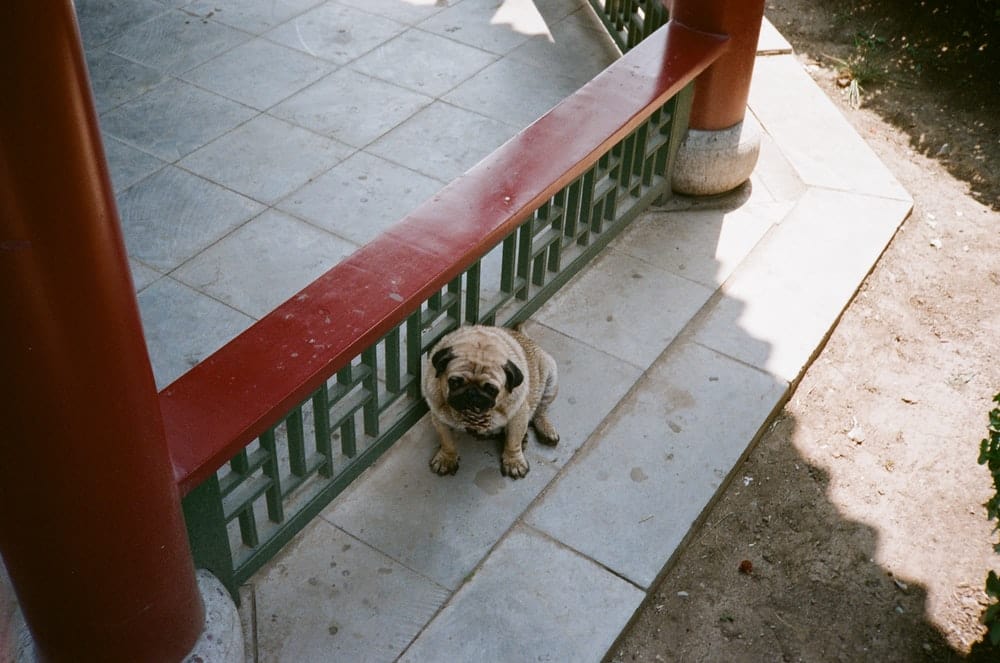Paint By Numbers | Taiyuan - Brown Short Coated Small Dog Sitting On Gray Concrete Floor