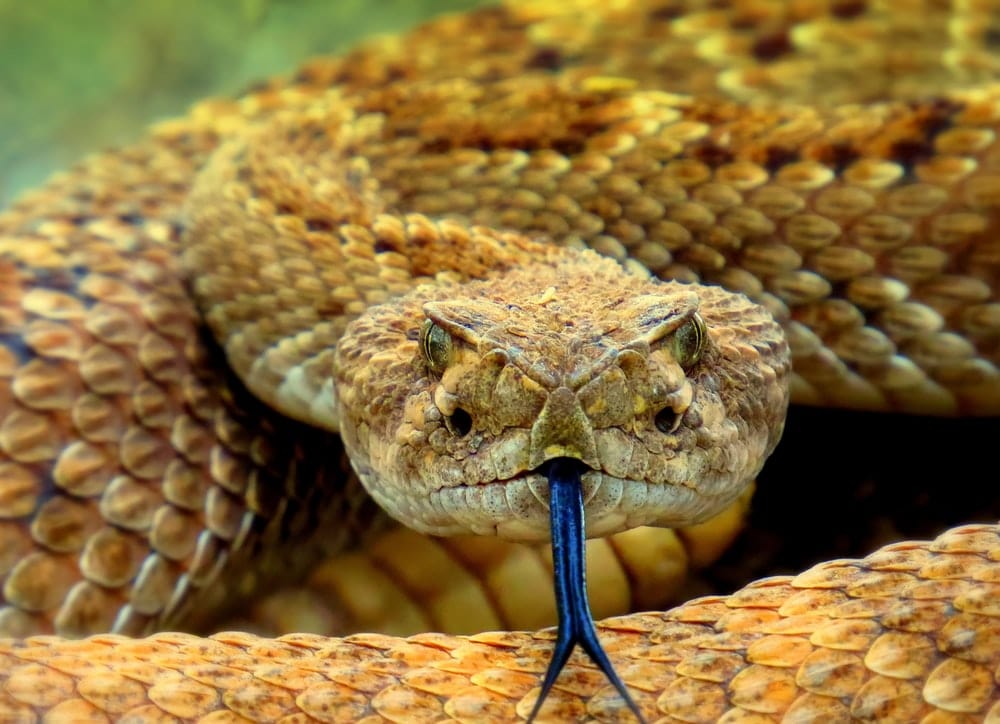 Paint By Numbers | Rattlesnake - Brown Snake On Brown Soil