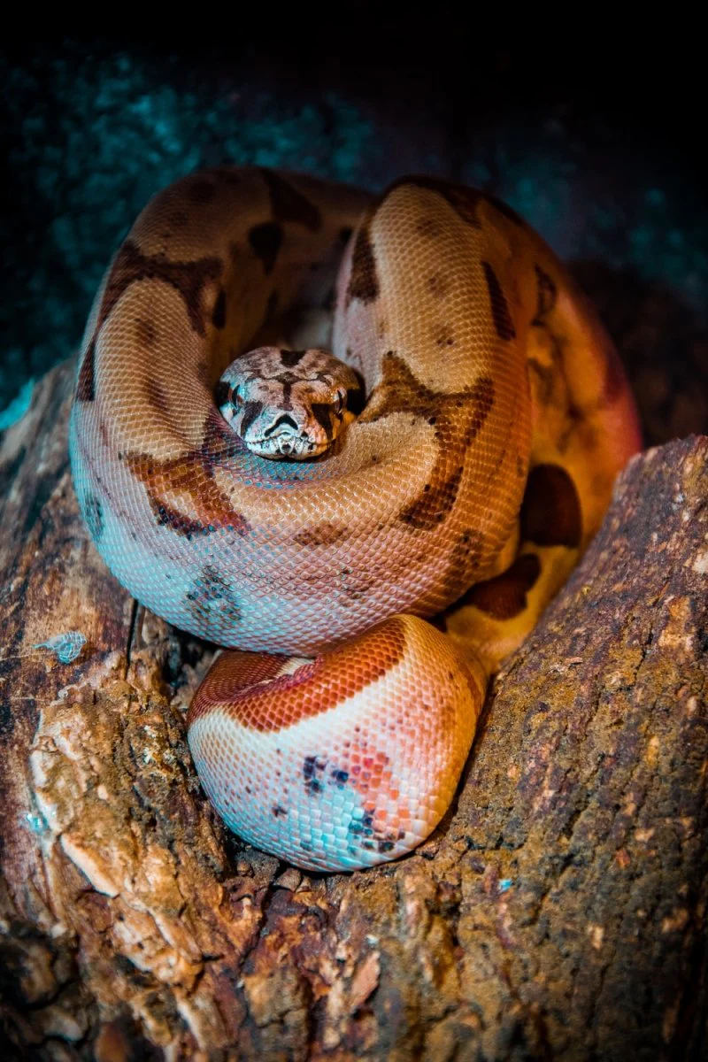 Paint By Numbers | Anaconda - Brown Snake On Focus Photographty