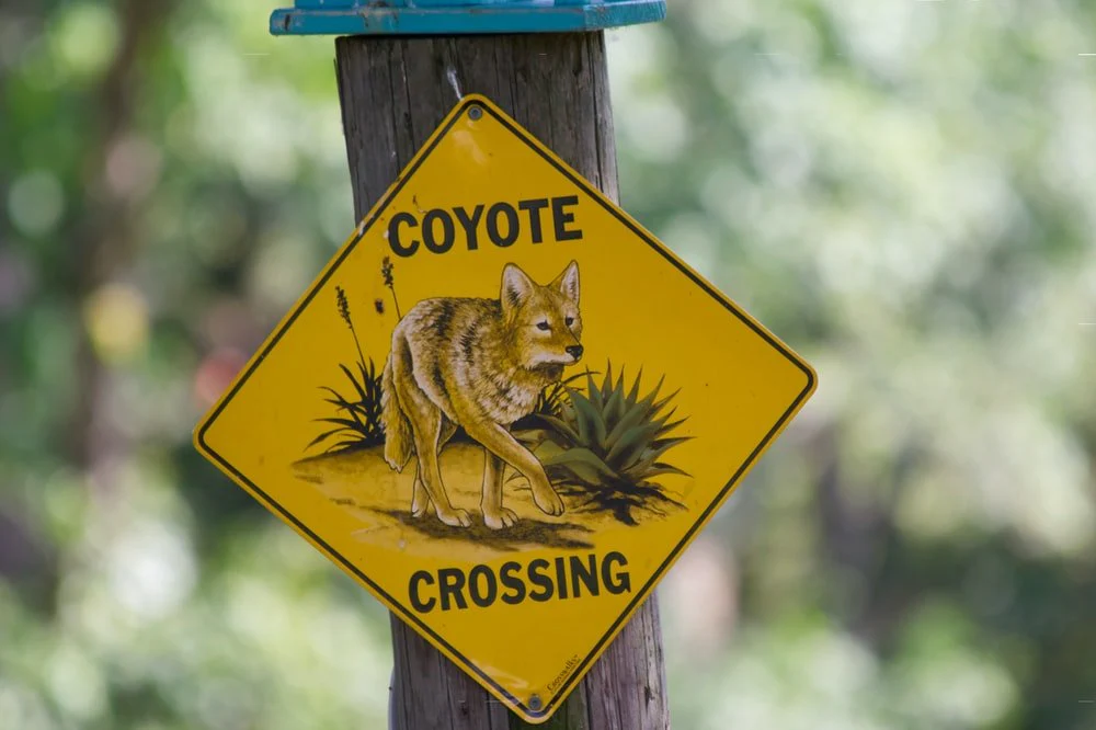 Paint By Numbers | Coyote - Brown Squirrel On Yellow And Blue Wooden Signage
