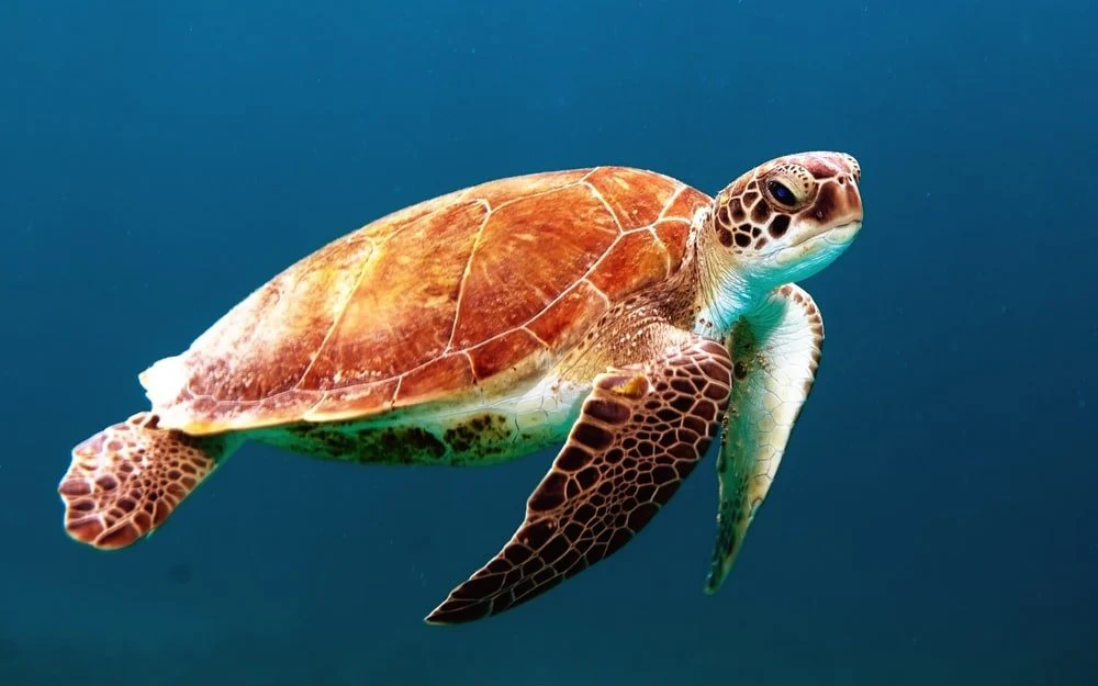 Paint By Numbers | Fish - Brown Turtle Swimming Underwater