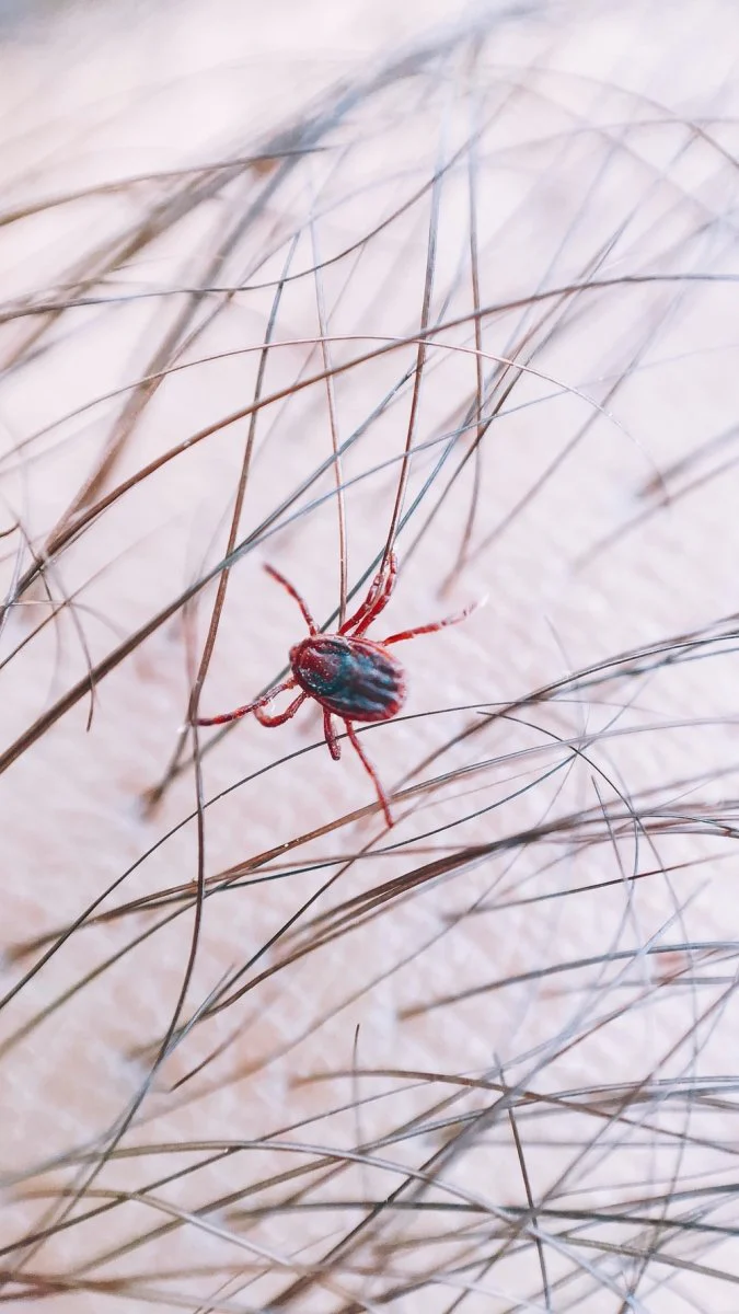 Paint By Numbers | Black Widow Spider - Bug