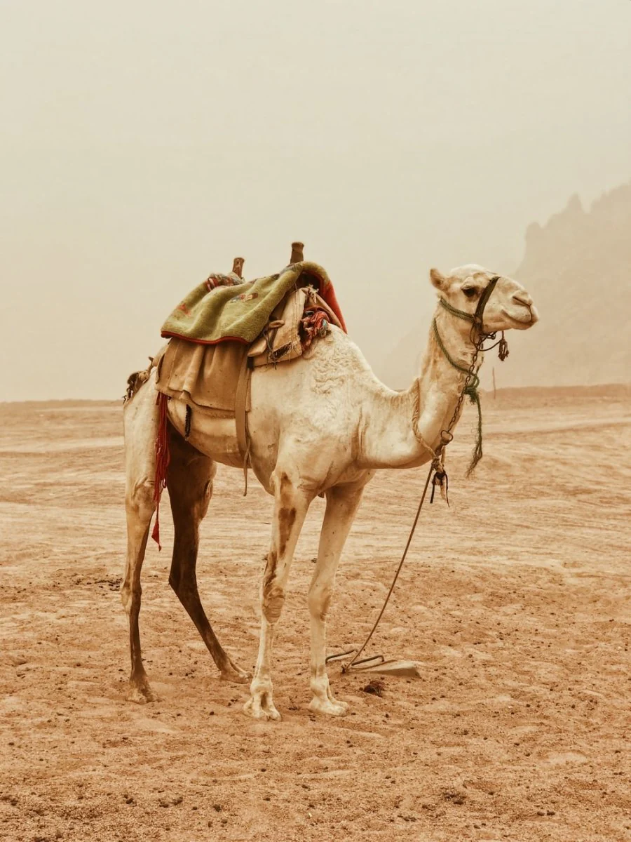 Paint By Numbers | Camel - Camel Standing On Desert