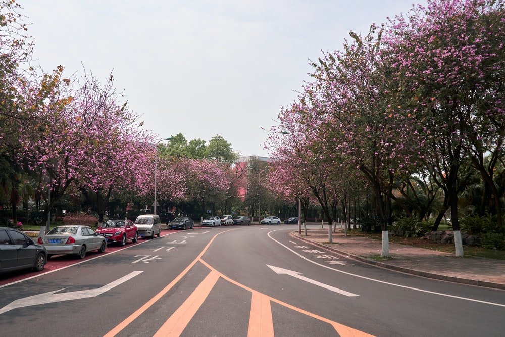 Paint By Numbers | Liuzhou - Cars On Road Near Trees During Daytime
