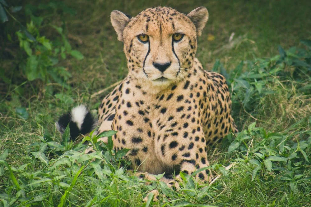 Paint By Numbers | Cheetah - Cheetah Lying On Green Grass Ground During Daytime