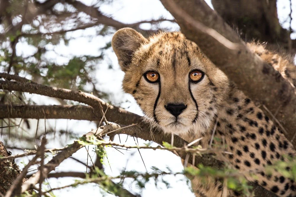 Paint By Numbers | Cheetah - Cheetah On Tree Branch During Daytime
