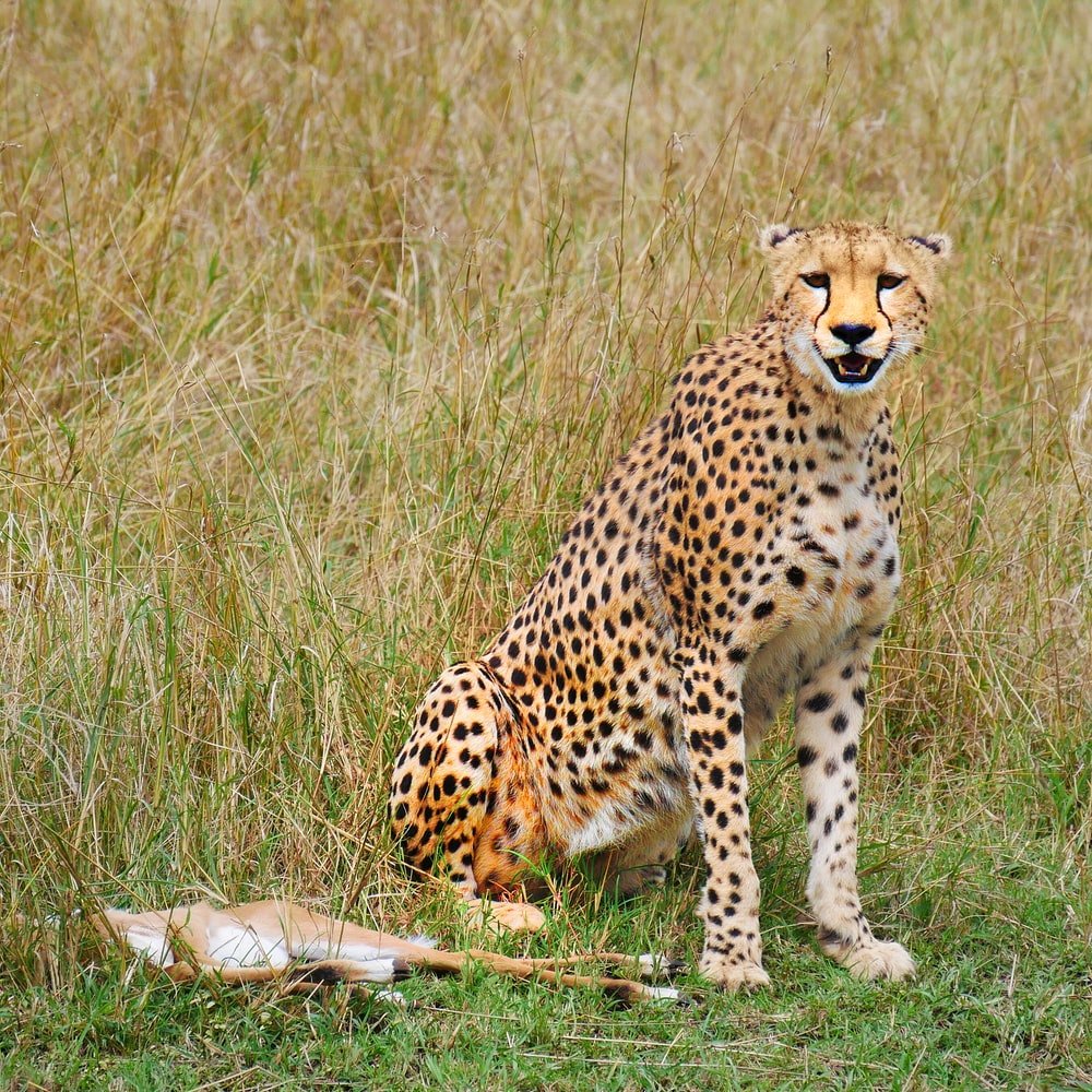 Paint By Numbers | Cheetah - Cheetah Photography