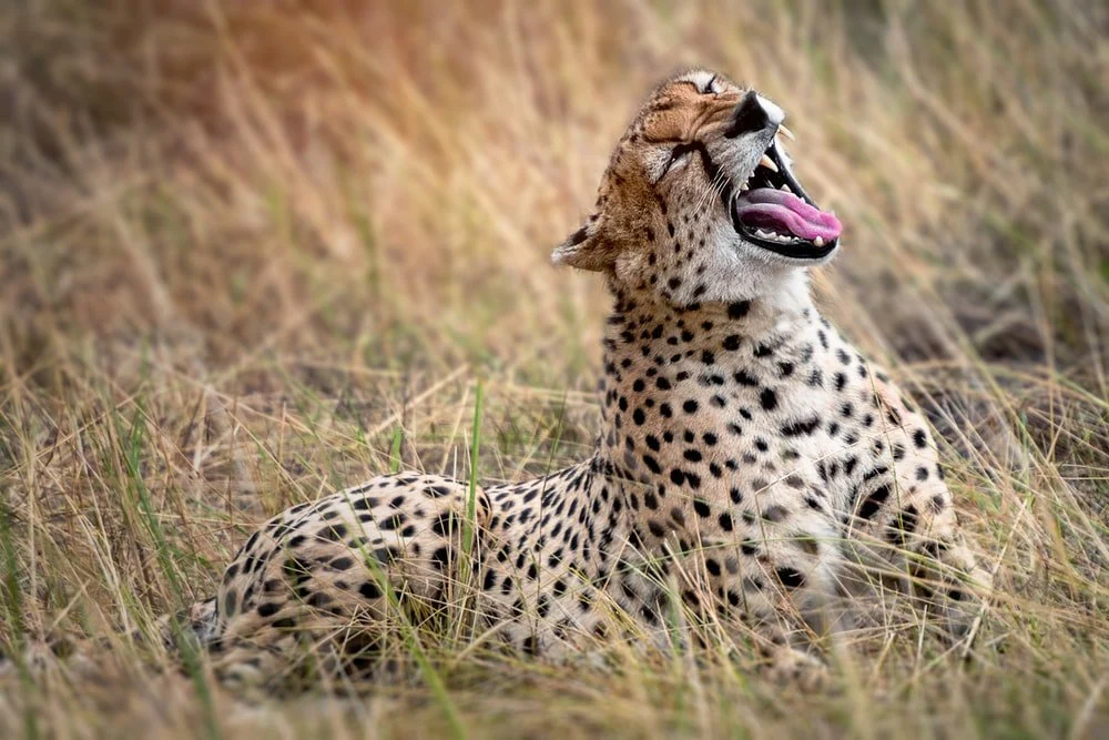 Paint By Numbers | Cheetah - Cheetah Resting On Grasses