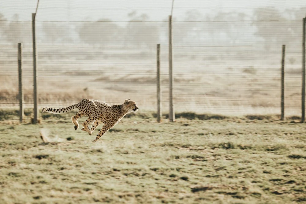 Paint By Numbers | Cheetah - Cheetah Running On Brown Field
