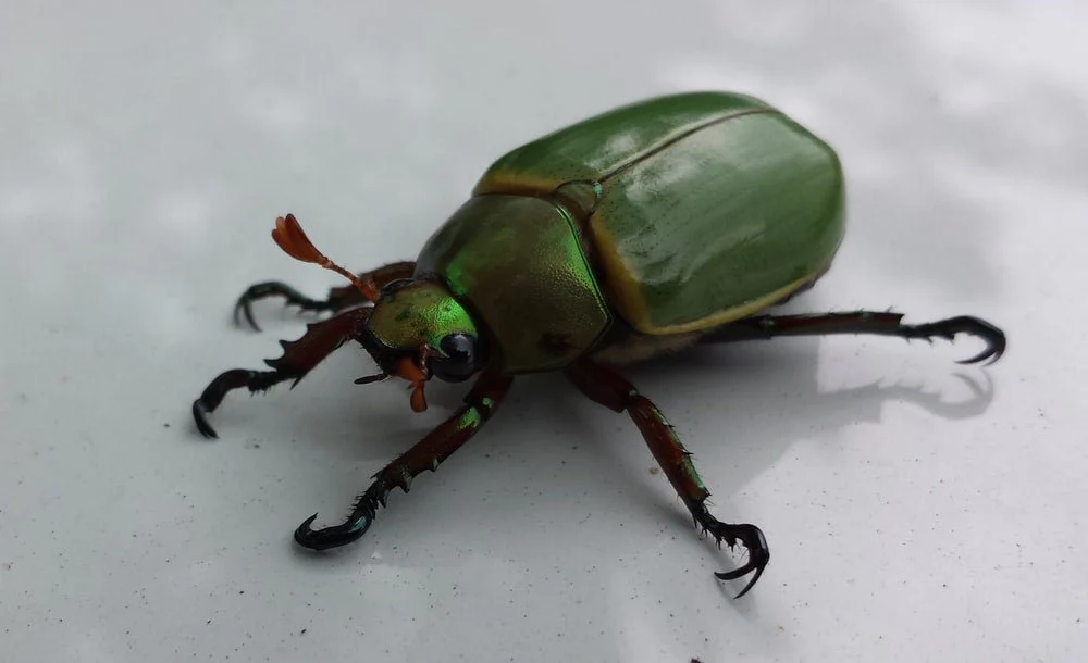 Paint By Numbers | Beetle - Close Up Photo Of Green Oil Bettle