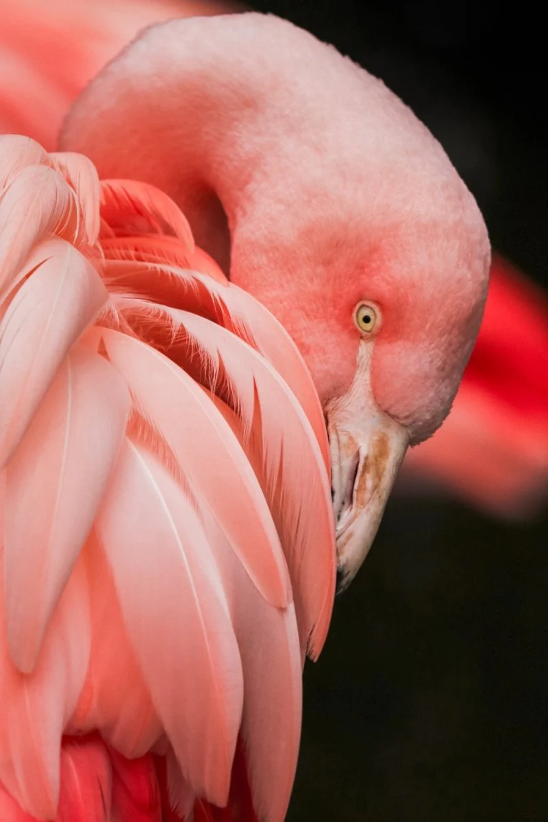 Paint By Numbers | Flamingo - Close Up Photography Of A Pink Bird