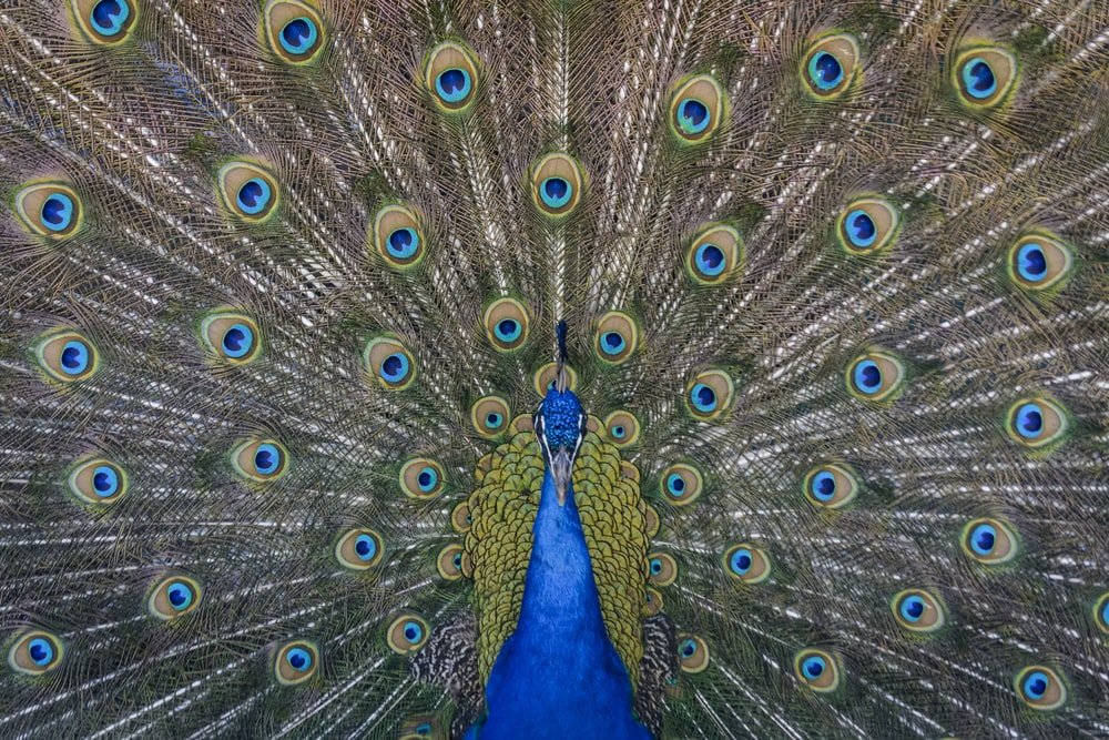 Paint By Numbers | Peacock - Close Up Photography Of Blue Peacock Painting