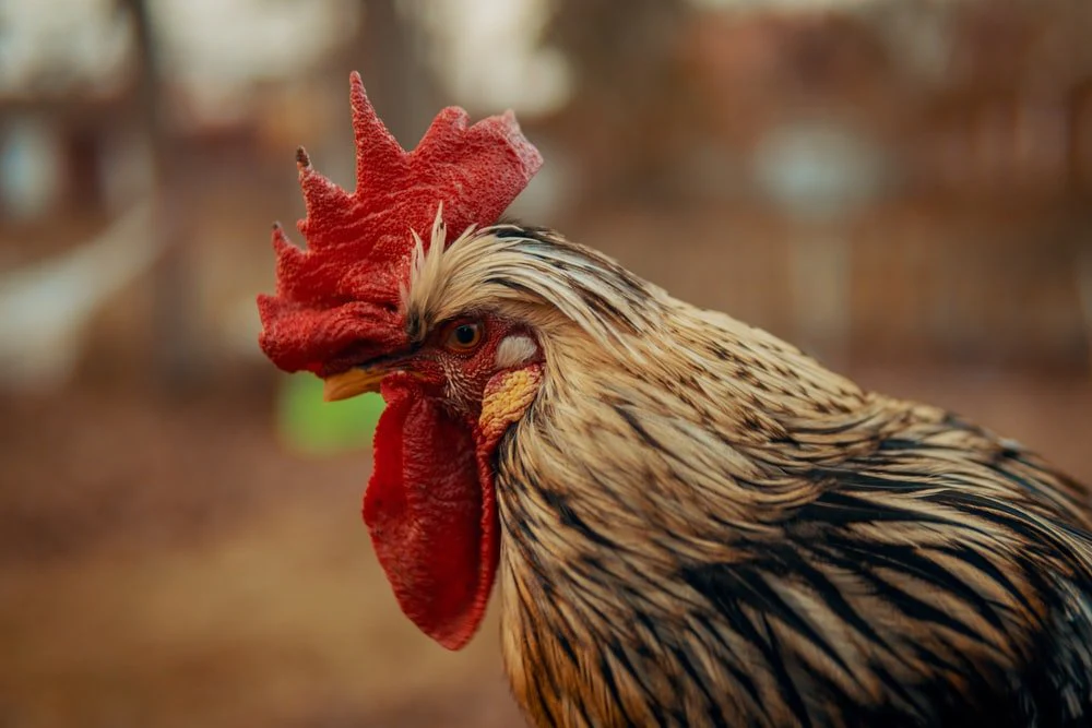 Paint By Numbers | Rooster - Close-Up Photography Of White And Black Asil Rooster
