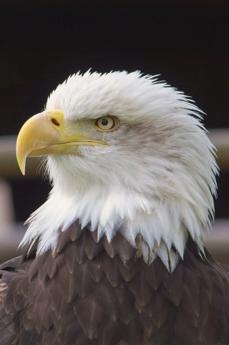 Paint By Numbers | Falcon - Close View Of Bald Eagle