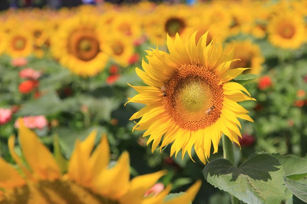 Paint By Numbers | Harbin - Closeup Photo Of Sunflower
