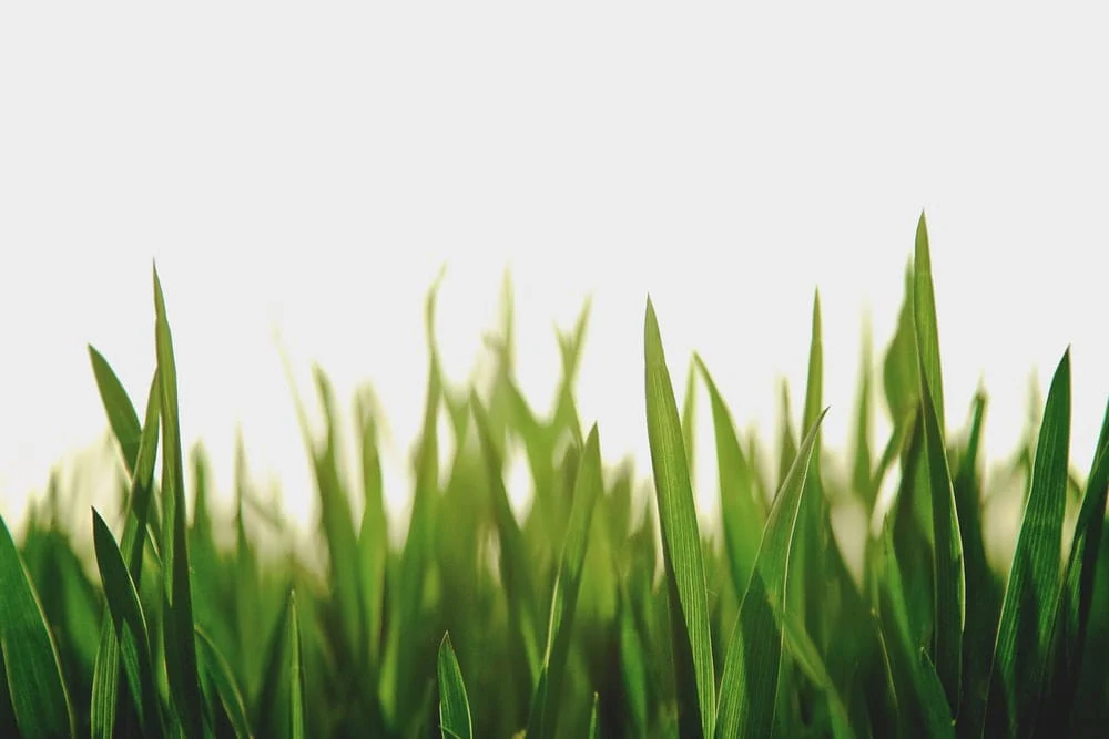 Paint By Numbers | Xianyang - Closeup Photography Of Green Grassfield