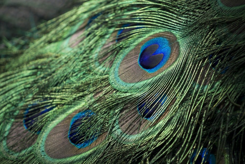 Paint By Numbers | Peacock - Closeup Photography Of Green, Gray, And Blue Peacock Feathers