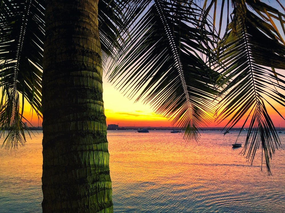 Paint By Numbers | Dar Es Salaam - Coconut Tree Near Beside Ocean During Golden Hour