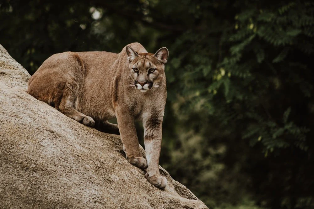 Paint By Numbers | Cougar - Cougar On Brown Rock Formation