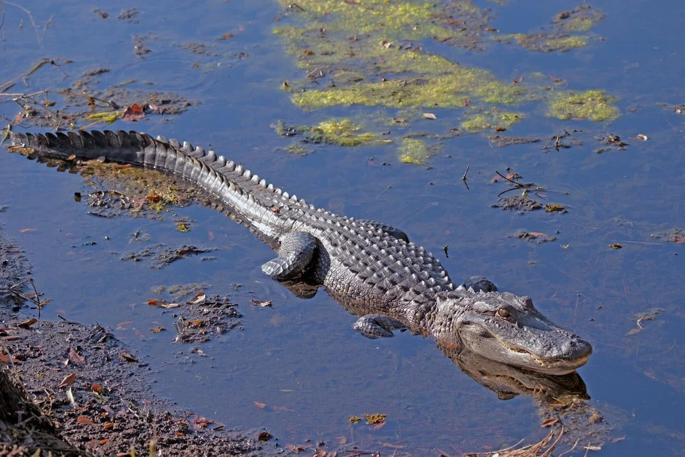Paint By Numbers | Alligator - Crocodile On Water During Daytime