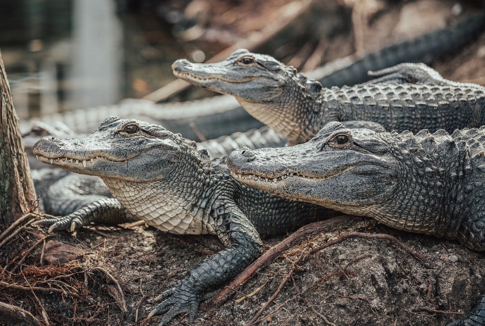 Paint By Numbers | Alligator - Crocodiles On Brown Soil