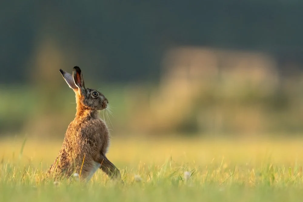 Paint By Numbers | Hare - Depth Of Field Photo Of Brown And Black Rabbit On Green Grass Field