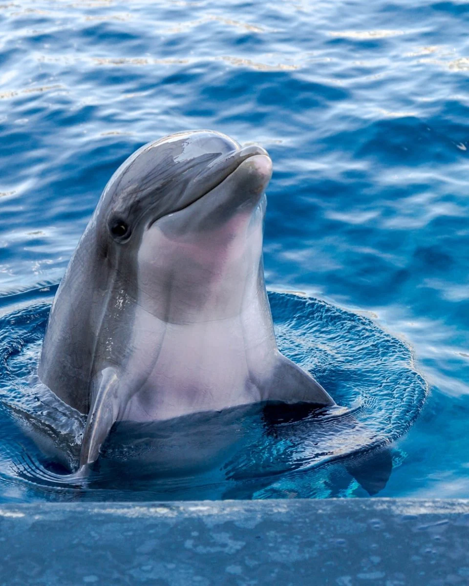 Paint By Numbers | Dolphin - Dolphin